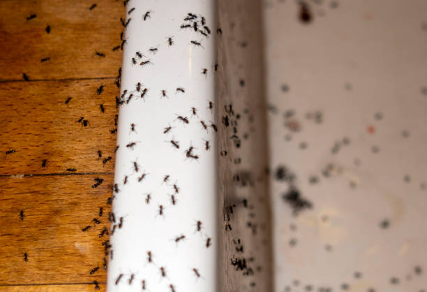 Best Exterminator Services  in Pekin, IL